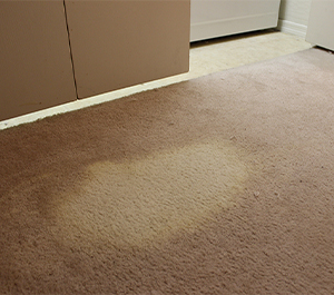 Bleach Spot Repair Experts in Beaverton OR