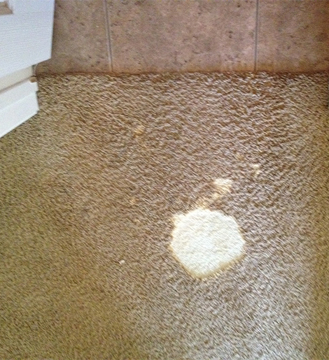Advanced Restoration Techniques by Bleach Spot Repair Experts